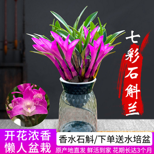 七彩香水石斛兰花四季兰好养绿植浓香型石斛改善睡眠绿植净化空气