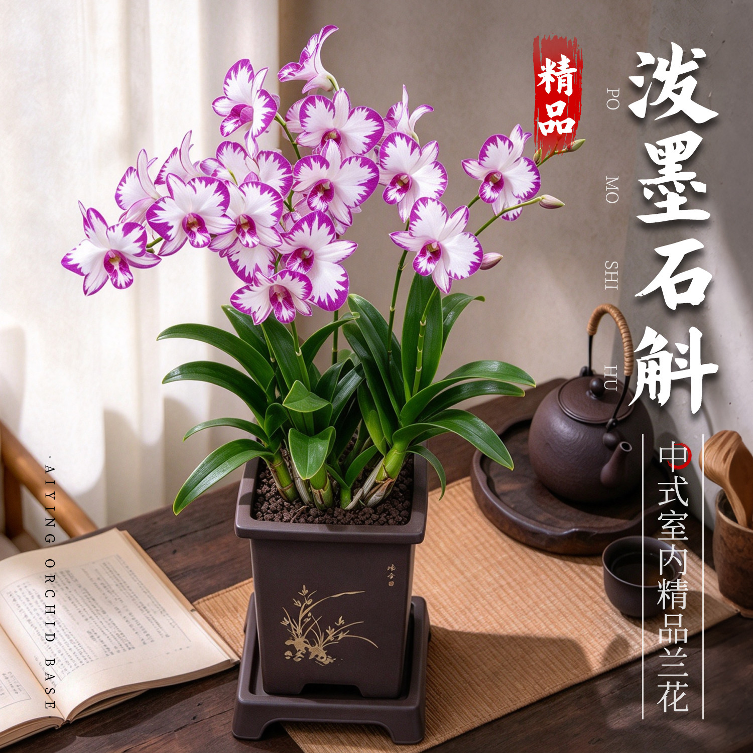 白泼墨秋石斛兰带花苞盆栽中式禅意室内招财旺宅兰花苗花卉绿植物