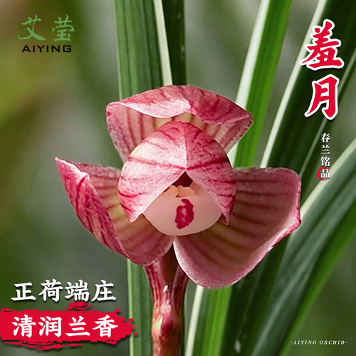 兰花苗羞月春兰经典边草荷瓣高档