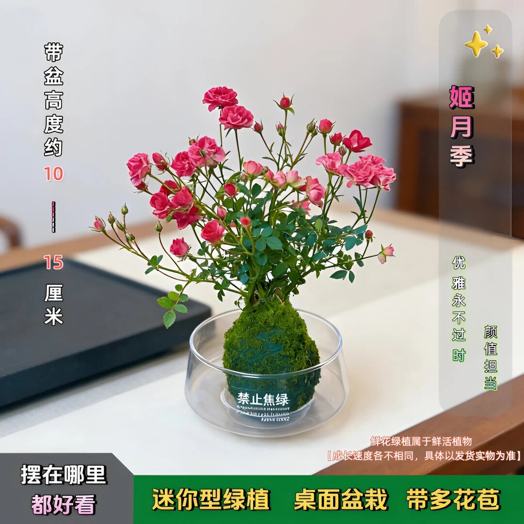 【带花】迷你超微姬月季四季好养花卉阳台桌面绿植盆栽水培植物