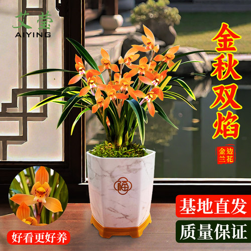 水培金边兰花苗金秋双焰