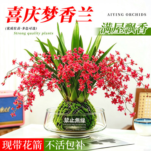 水培植物文心兰带花苞盆栽梦香兰