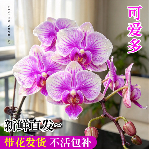 新款品种带花苞蝴蝶兰带花剑盆栽