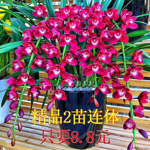 世界超香兰花好运连连