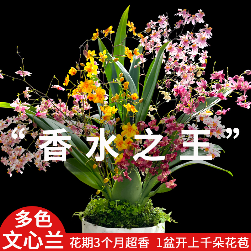 5色香水文心兰水培 浓香带花苞特级梦香兰花苗好养花卉绿植盆栽 鲜花速递/花卉仿真/绿植园艺 时令草本花卉 原图主图