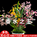 5色香水文心兰水培 浓香带花剑特级梦香兰花苗好养花卉绿植盆栽
