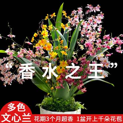 5色香水文心兰水培 浓香冬带花剑特级梦香兰花苗好养花卉绿植盆栽