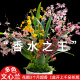 5色香水文心兰水培 浓香带花剑特级梦香兰花苗好养花卉绿植盆栽