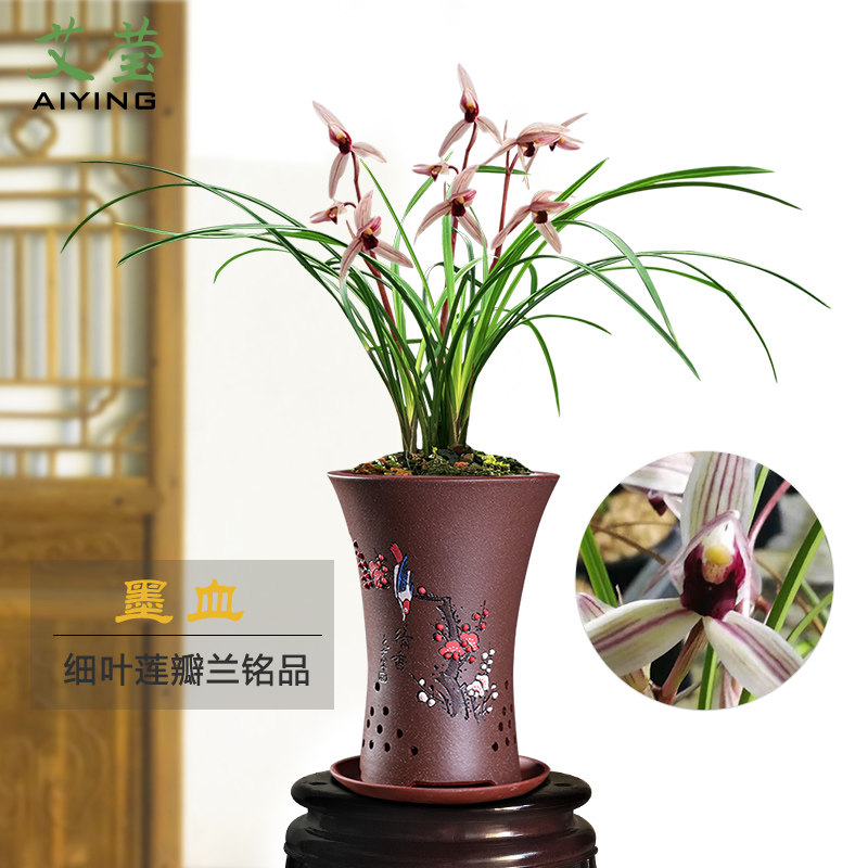 艾莹兰花苗 莲瓣兰精品 墨血冬带花苞出售阳台好养花卉盆栽草