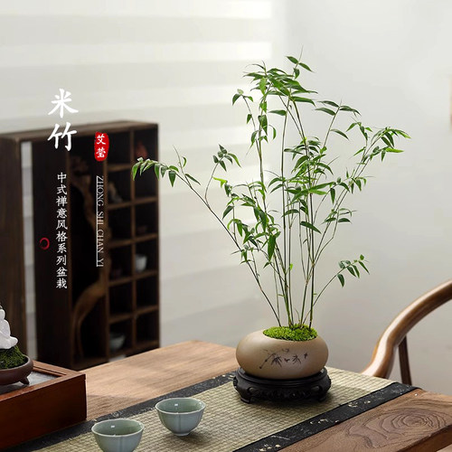 米竹桌面绿植禅意水培竹子