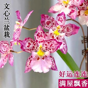 文心兰盆栽带花苞香水梦香兰豹斑宝石水培绿植物阳台窗台花卉盆景