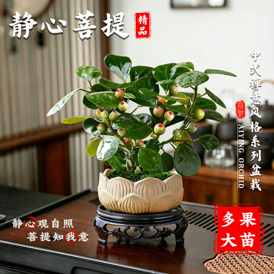 水培盆栽静心菩提树带果发货小盼