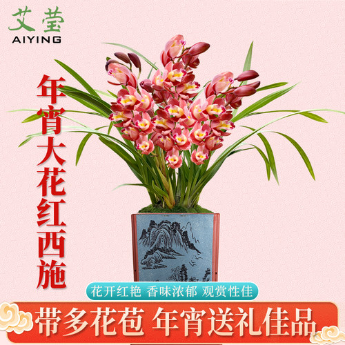 年宵花有香味好养兰花苗