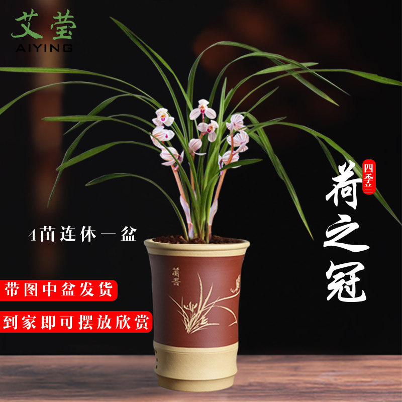艾莹兰花苗 铭品经典荷瓣 荷之冠室内花卉绿植盆栽冬带花苞出售