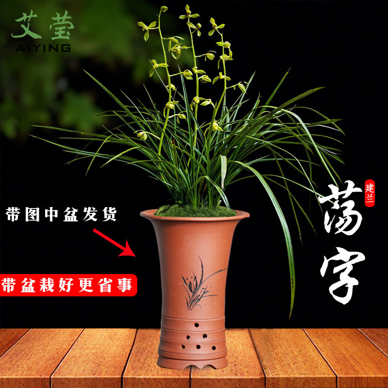 艾莹兰花苗精品蕙兰老种苗 荡字 冬带浓香花苞出售室内绿植花卉