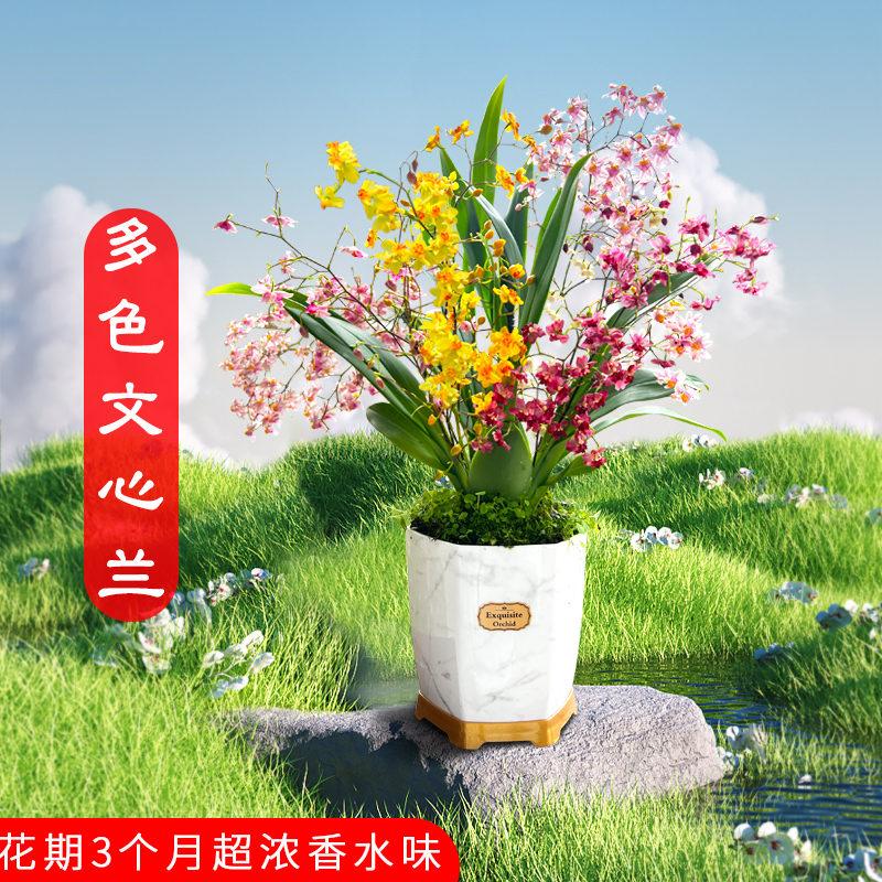 超多花苞香水文心兰带盆发货
