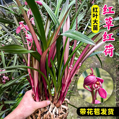 兰花苗建兰红草红荷带花苞盆栽