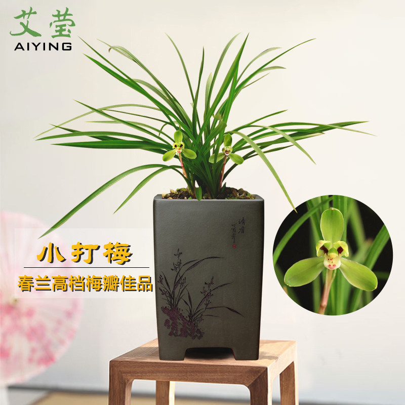 绿植春兰盆栽好养花卉春兰