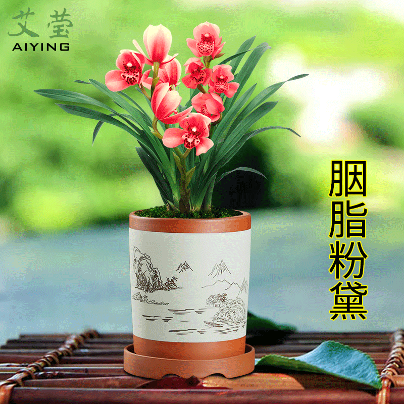 艾莹兰花苗 建兰胭脂粉黛 夏带花苞出售花卉盆栽室内好养带香味