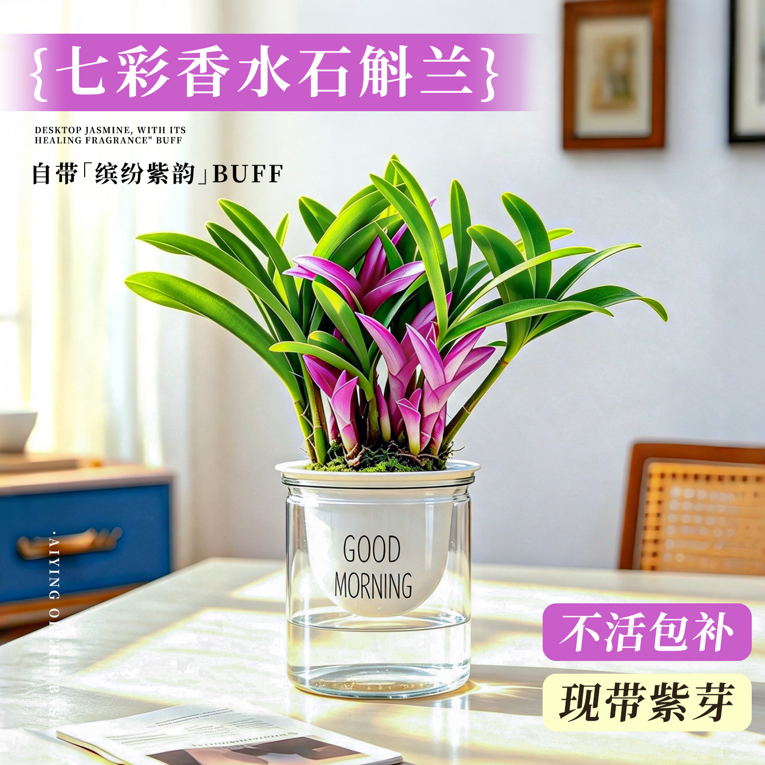 桌面水培香水七彩石斛兰苔藓球盆栽 四季开花浓香花卉绿植物懒人
