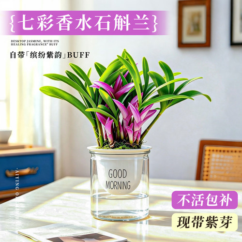 桌面水培香水七彩石斛苔藓球盆栽