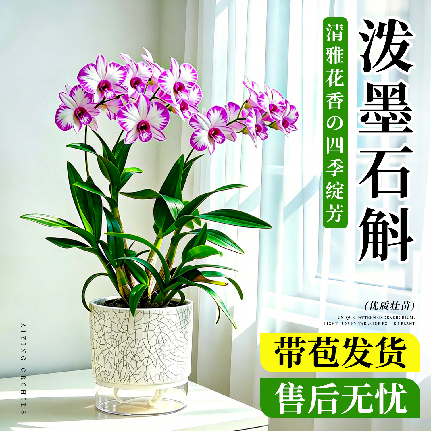日本白泼墨秋石斛兰带花苞盆栽图片