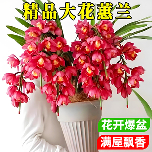 大花蕙兰现带花苞盆栽年宵花兰花植物室内鲜花卉客厅绿植耐寒惠兰