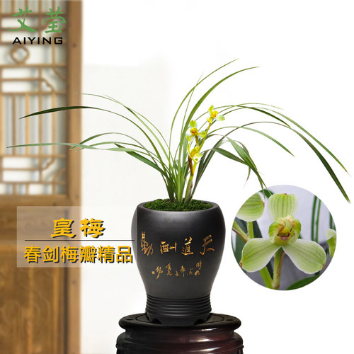 艾莹兰花苗珍品带花苞好养花卉