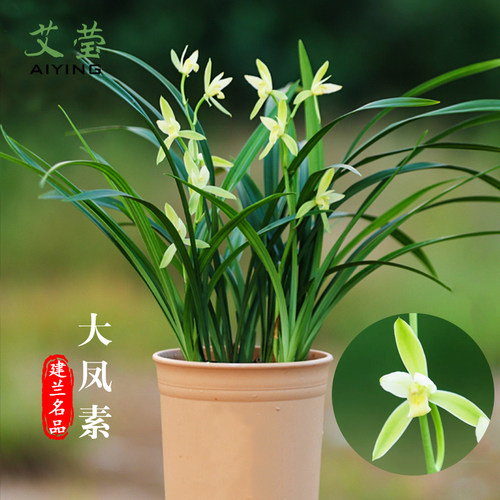 兰花苗四季建兰大凤素浓香花