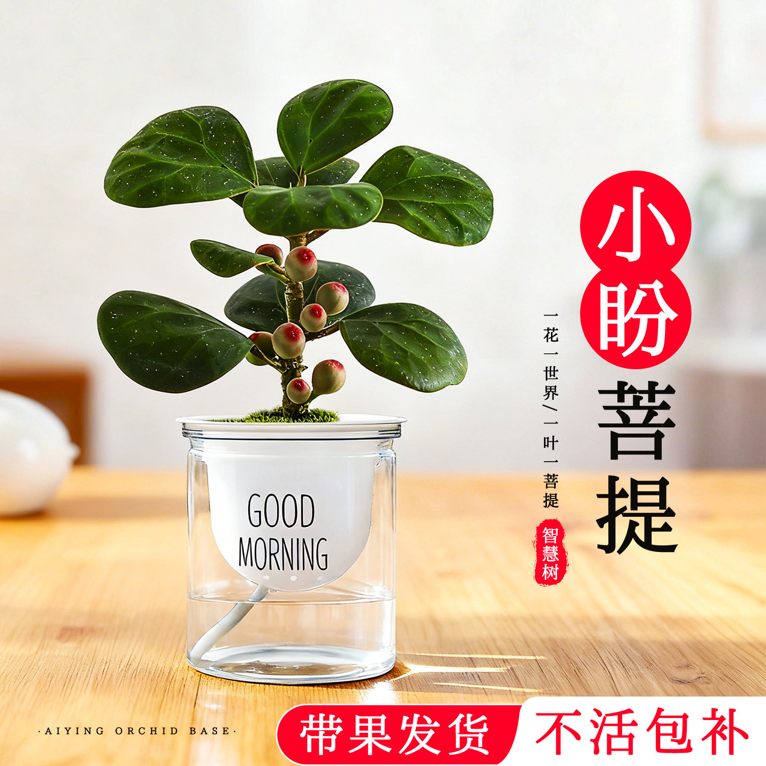 桌面水培绿植小盼菩提室内盆栽图片