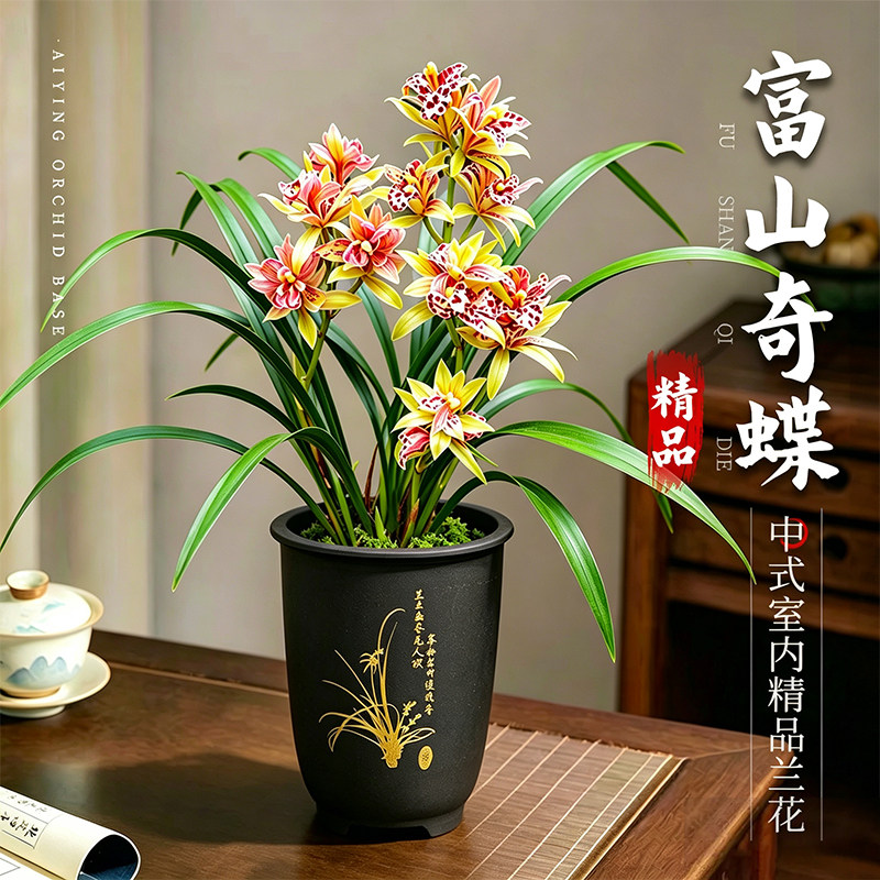 建兰富山奇蝶奇花浓香带花苞盆栽图片