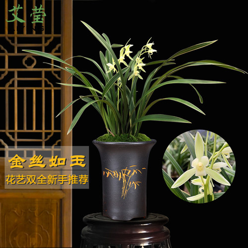 建兰阳台盆栽好养花卉