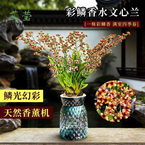 香水梦香彩鳞文心兰花苗花期带花
