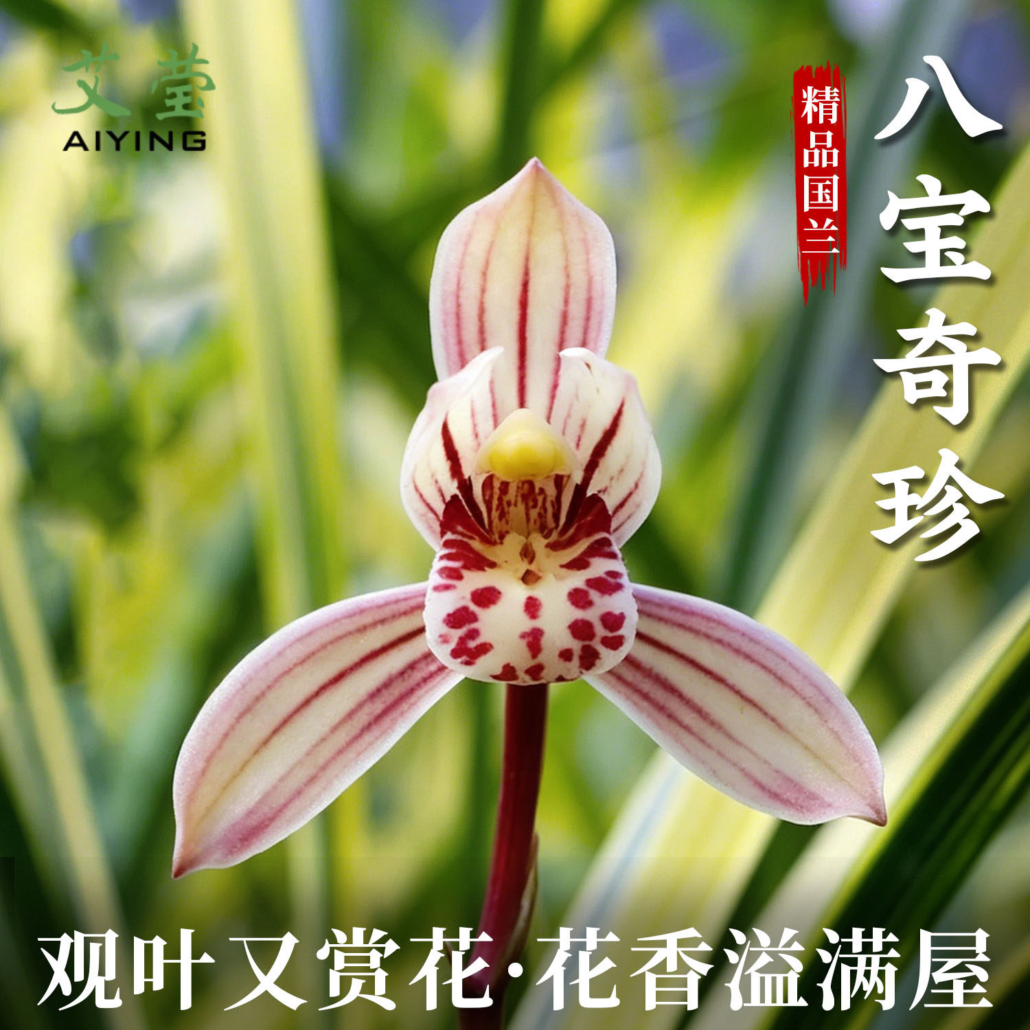 艾莹兰花苗建兰八宝奇珍山水画夏带花苞艺草浓香好养绿植花卉盆栽