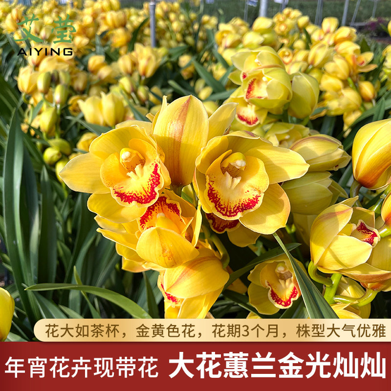 艾莹兰花苗 大花蕙兰冬带多花出售 金光灿灿年宵花卉室内盆栽好养