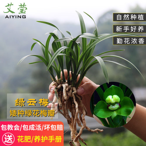 有香味兰花好养花苞阳台植