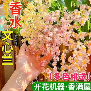 文心兰盆栽冬带花苞香水梦香兰室内开花卉植物阳台耐寒绿植兰花