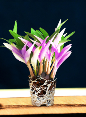 七彩香水石斛兰花四季兰好养绿植浓香型石斛懒人室内绿植净化空气