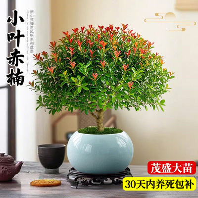 小叶赤楠盆景室内好养