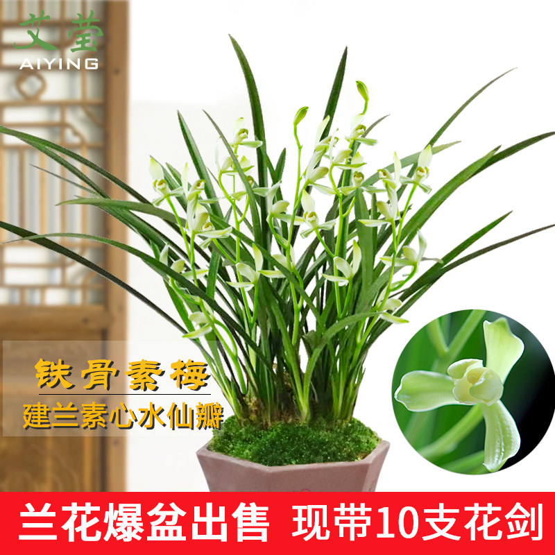 艾莹兰花苗 建兰梅型素心水仙瓣铁骨素梅 夏带花苞出售观花卉绿植
