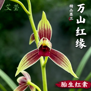 艾莹兰花苗秋榜万山红缘浓香花卉盆栽室内绿植物新手好养阳台室内