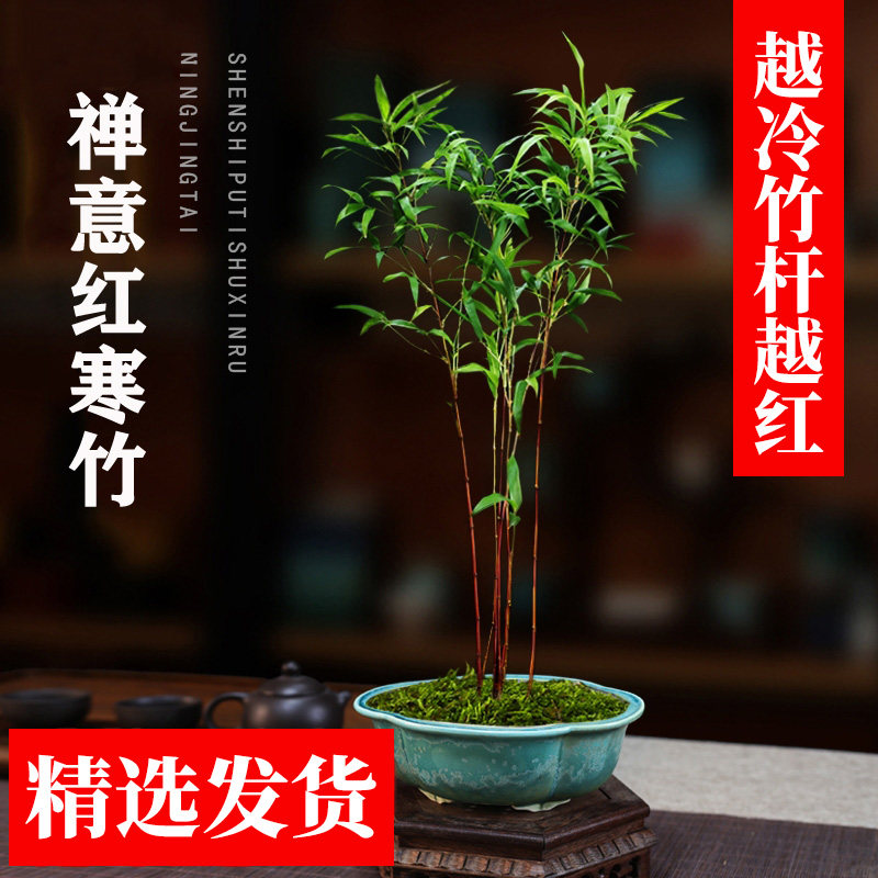 高档禅意红寒竹红竹朱竹高端竹苗耐寒紫寒竹竹子室内阳台茶桌绿植