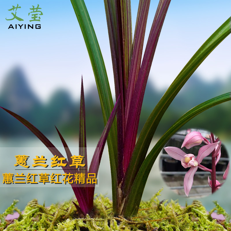 艾莹兰花苗 蕙兰红草 冬带花苞出售室内室外绿植好养兰草花卉盆栽