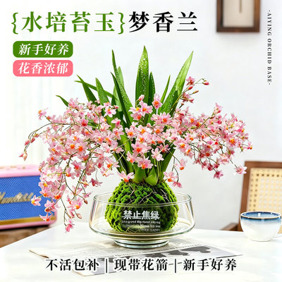 水培梦香文心兰苔藓球带花箭盆栽