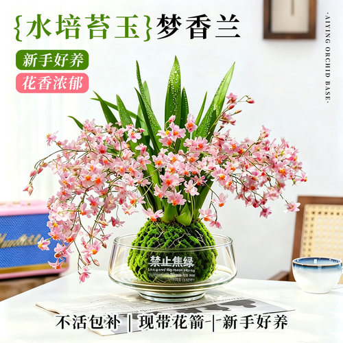 水培梦香文心兰苔藓球带花箭盆栽