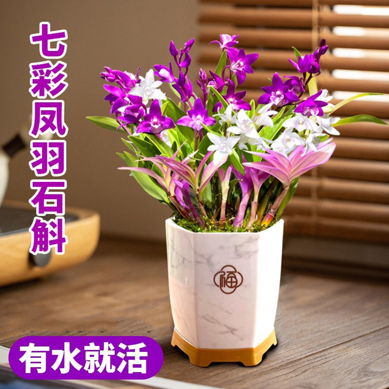 七彩凤羽石斛兰花香满屋带盆发货