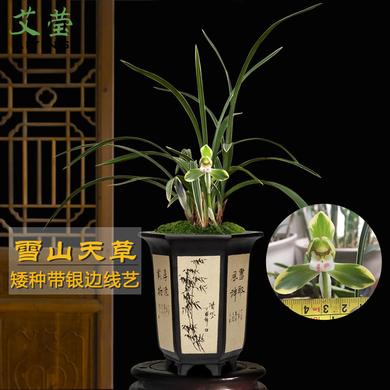 艾莹兰花苗春兰矮种线艺兰雪山天草现带花苞出售浓香好养花卉盆栽