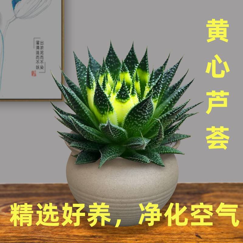 适合懒人养的植物去甲醛新房绿植旋转芦荟名贵多肉适合夏天种的花