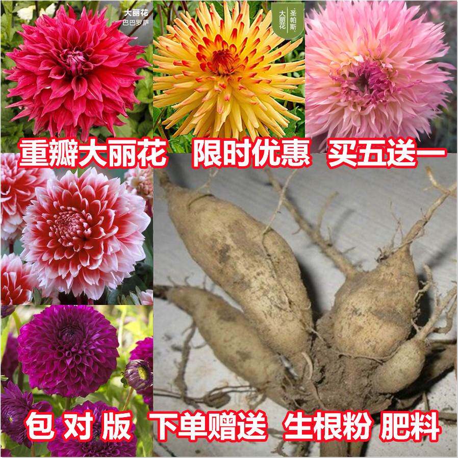 大丽花种球根进口大丽菊地瓜花根块室内外庭院地栽多年生花卉植物