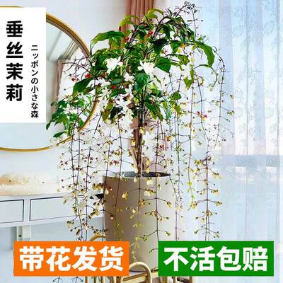 垂丝茉莉带花苞客厅室内绿植物